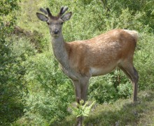 Red Deer